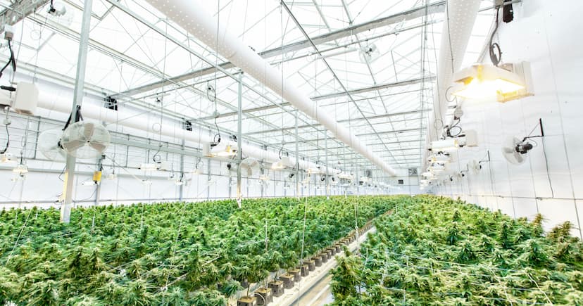 Challenges in Marijuana Product Testing Regulations Present Hurdles for Businesses