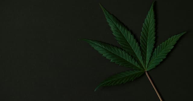 Texas Grapples With Rising Marijuana DUI Cases Amid Regulatory Review