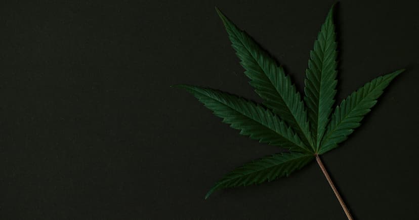 DOJ Reschedules Marijuana Products: A Historic Shift