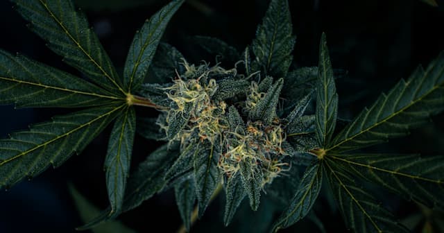 Over 400 US Healthcare Workers Migrate to British Columbia