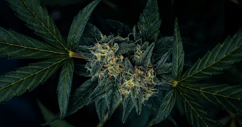 Federal Agencies Maintain Marijuana Testing for Workers Despite State Legalization