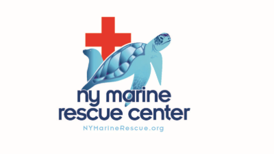 Loggerhead Sea Turtle "Pegasus" Returns to Ocean After Rehabilitation