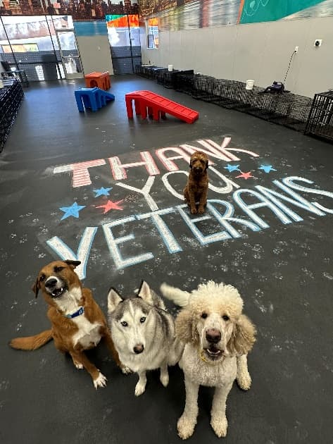 Dogtopia Foundation Celebrates Veterans Day with Service Dog Support