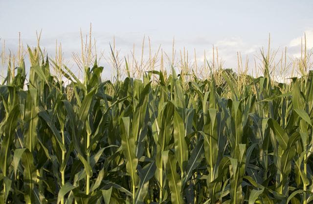 Maryland Farmers Paid for Nitrogen Efficiency to Combat Bay Pollution