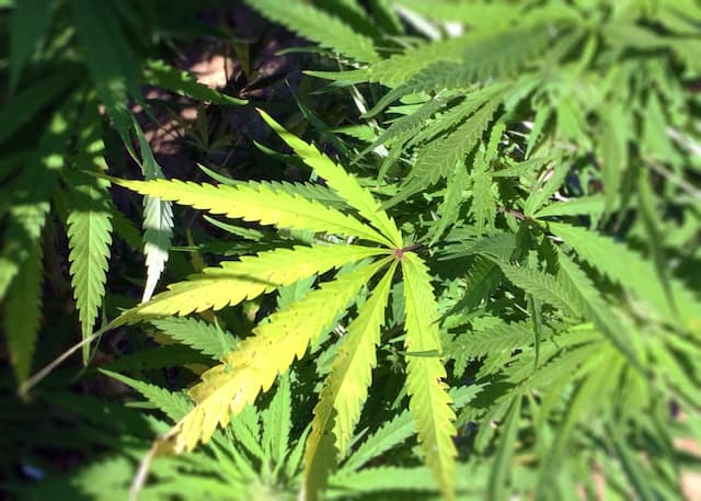 Maryland Rethinks Cannabis Incubator Location Amid Community Pushback