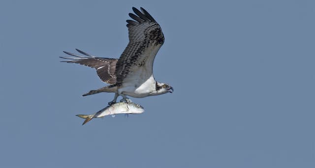 Bay Crisis, Food Aid Battle & Energy Shifts Rock Maryland