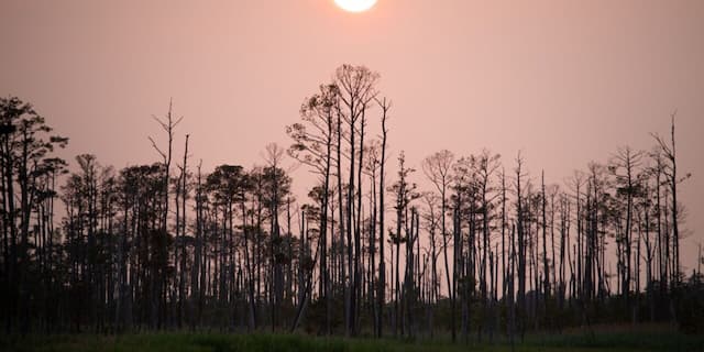 Maryland's Climate Crisis: From Ghost Forests to Urban Heat Islands