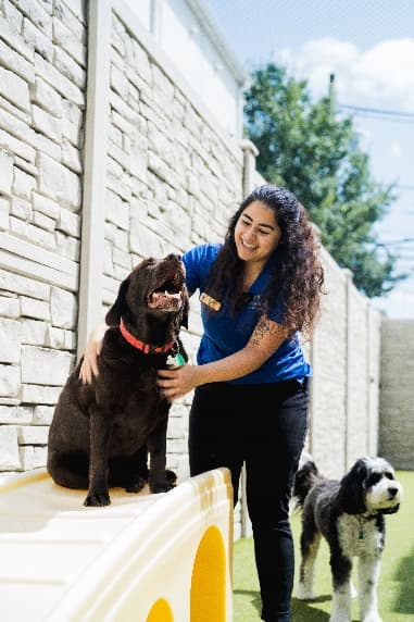 K9 Resorts Brings Luxury Pet Care to NYC with Brooklyn Expansion