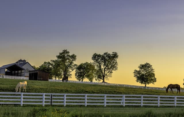 Navigating Ocala's Equestrian Real Estate: Expert Tips from Donna Knox