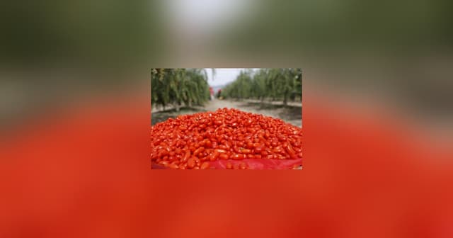 Ningxia Goji Berry Expo: From Local Specialty to Global Superfood Trend