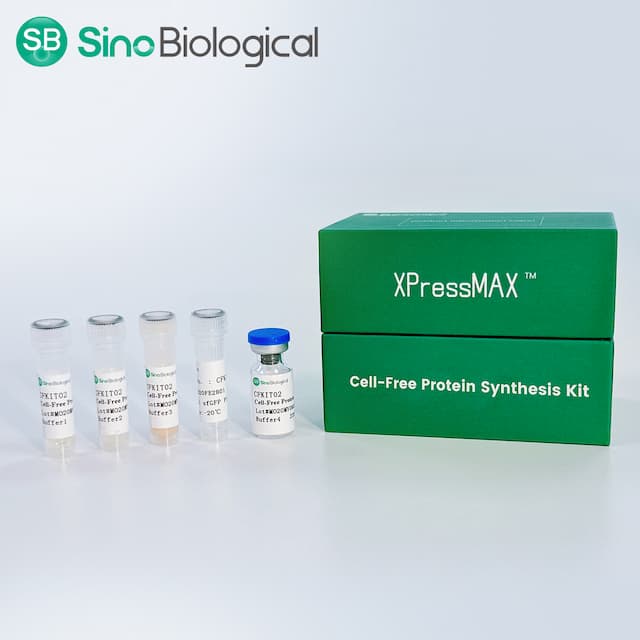 Sino Biological's XPressMAX™ Kit Cuts Antibody Synthesis to 3 Hours
