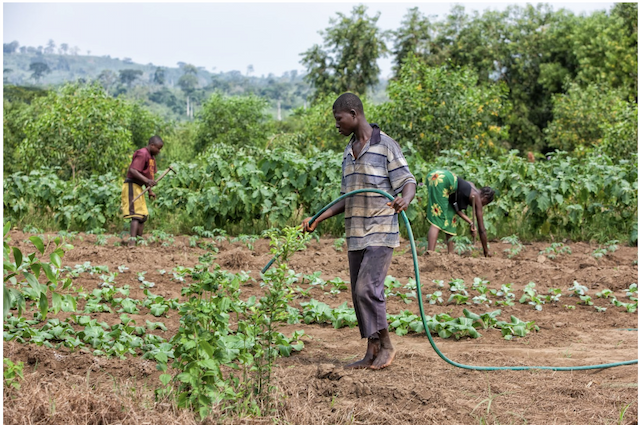 Easy Environmental Solutions Aims to End Hunger in Africa with Innovative Fertilizer