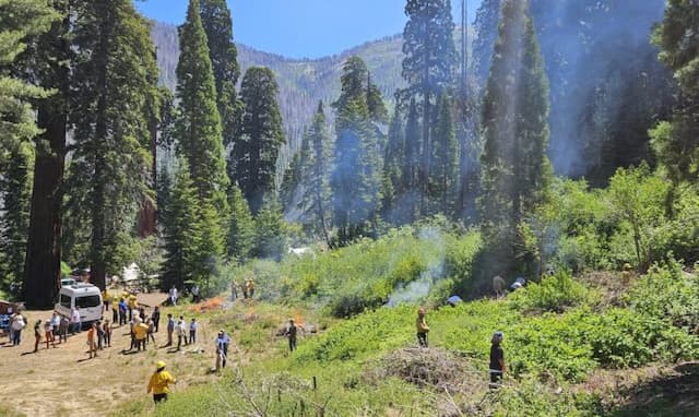 Giant Sequoia Lands Coalition Makes Strides in Protecting World's Largest Trees from Wildfires