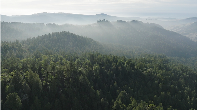 Save the Redwoods League to Acquire 1,500 Acres of Redwood Forest in Sonoma County