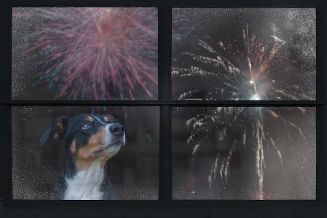 Fireworks Stress Pets? Rover Survey Shows 78% Skip Shows for Pet Comfort