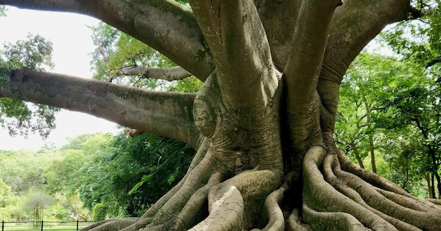 ROOTS Foundation Funds Indigenous Spiritual Preservation in Colombia, Kenya, Gabon