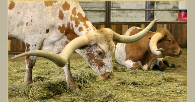 Glen Rose Celebrates Texas Longhorn Heritage Week with Championship Show