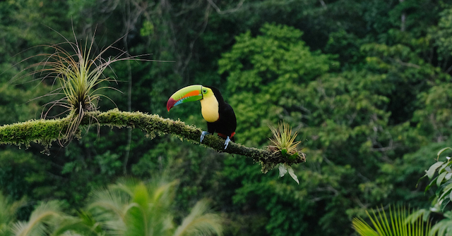 Charity Ace Launches 'Costa Rica Effect' Impact Travel Program