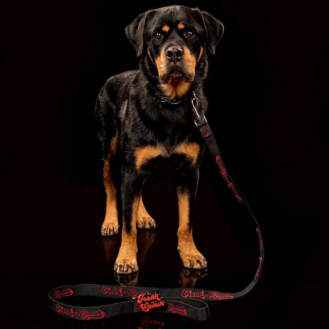 Freak On a Leash: Spiked Dog Collars for Everyday Wear