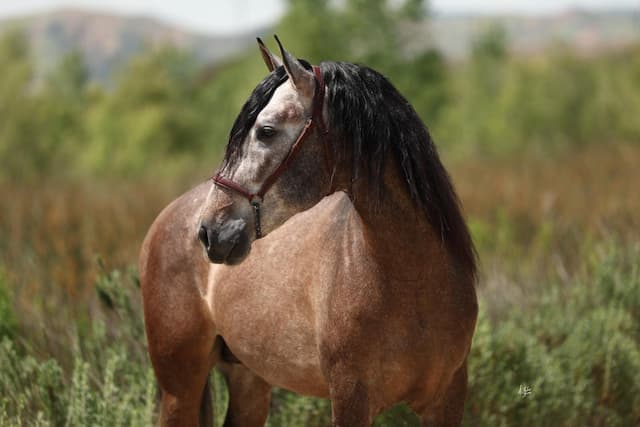 White Stallion Ranch Competes in Premier US Spanish Horse Fair