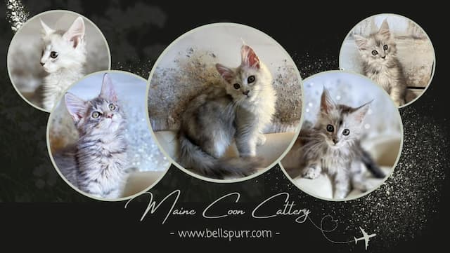 Bellspurr Cattery Expands Maine Coon Kitten Availability in Texas