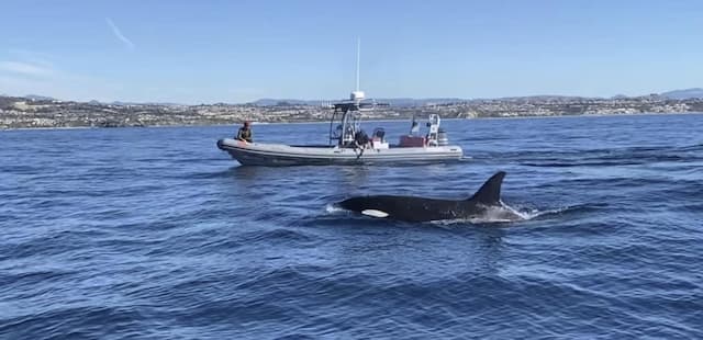 Captain Will's Off The Grid Redefines Dana Point Ocean Adventures