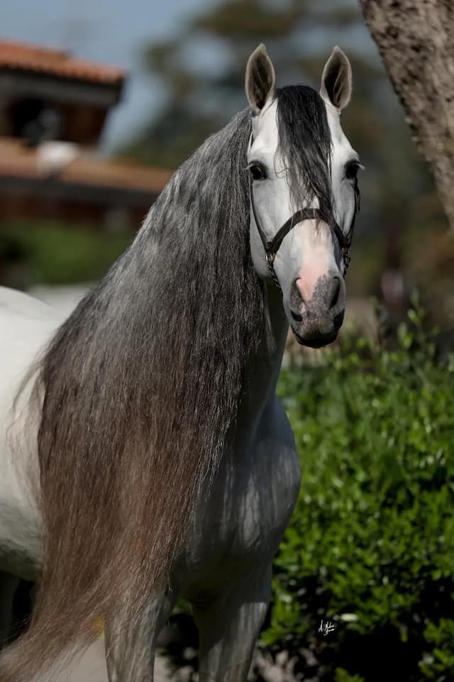 White Stallion Hay Leads with Premium Andalusians for Dressage