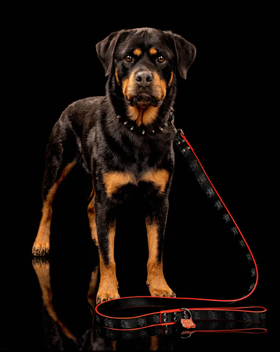 Freak On a Leash Launches Breed-Inclusive Spiked Dog Collars & Harnesses
