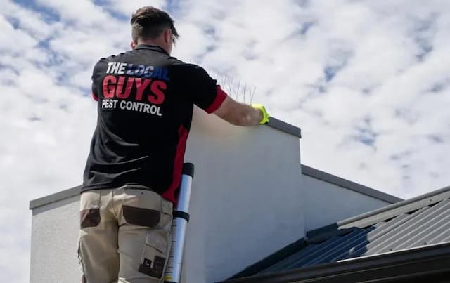 Christchurch's Trusted Pest Control Experts Offer Eco-Friendly Solutions