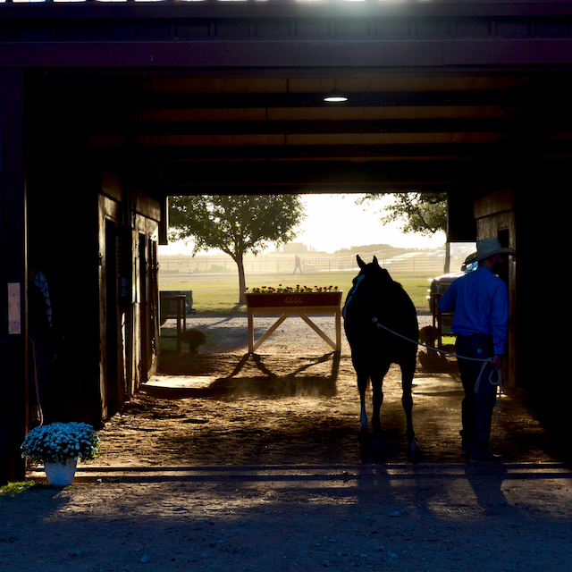 Four Sixes Ranch Reveals Elite Horse Prep for Annual Sale