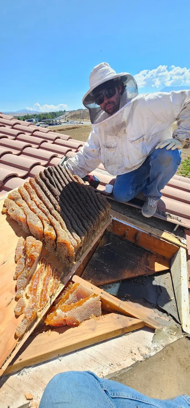 BeeSmart Bee Removal Expands Humane Hive Relocation in Hemet