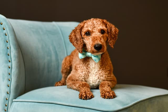Senior Portraits Meet Animal Rescue in Innovative Community Program