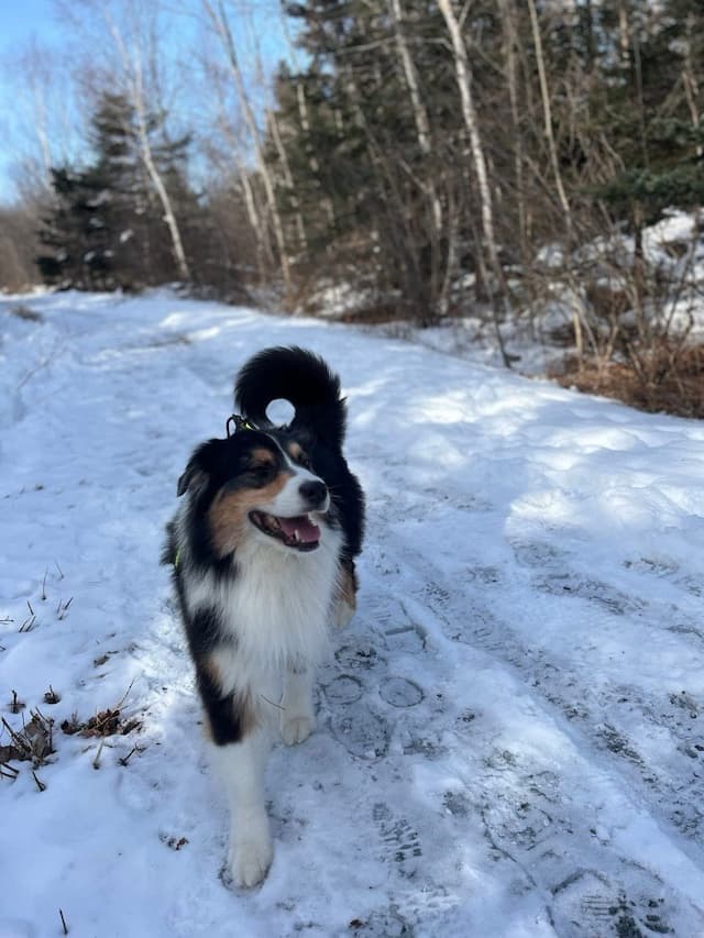 Brave Dogs Honored: Bear Defender & Frozen Lake Rescuer