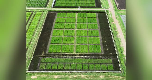 BioLumic and IRRI Test Light-Activated Rice Seeds to Cut Methane and Water Use