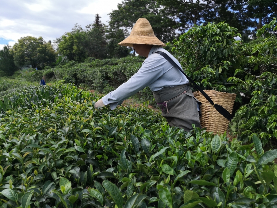 Firsd Tea Report Reveals Lack of Sustainability Priority in Tea Industry