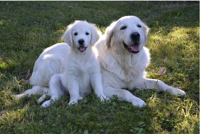 GoodWag: Tapping into the Growing Trend of Environmentally Conscious Pet Owners