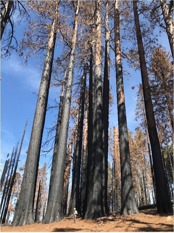 Recent Studies Uncover Drastically Low Numbers of Giant Sequoia Seedlings in Areas Burned by Mega-Fires