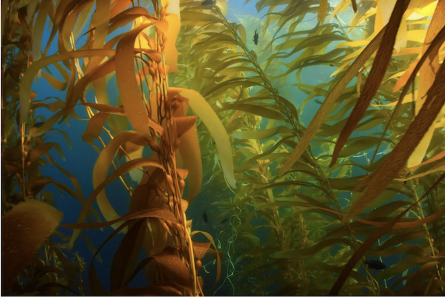 Rootless Revolutionizing Global Food System with Seaweed for Women's Health