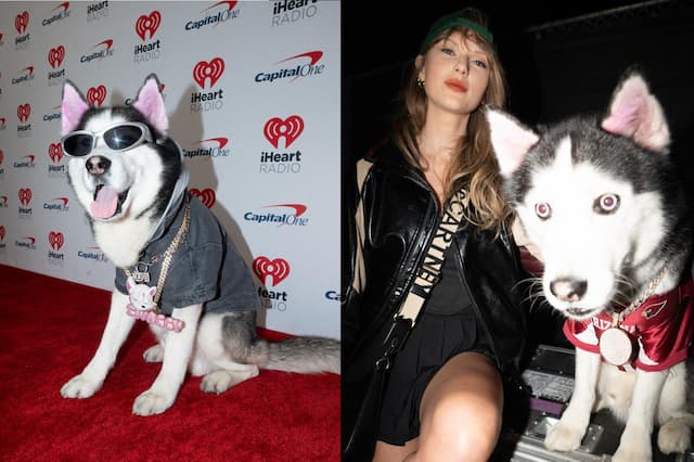 Celebrity Dog Swaggy Wolfdog Offers Cash Reward After Losing $100K Diamond Chain