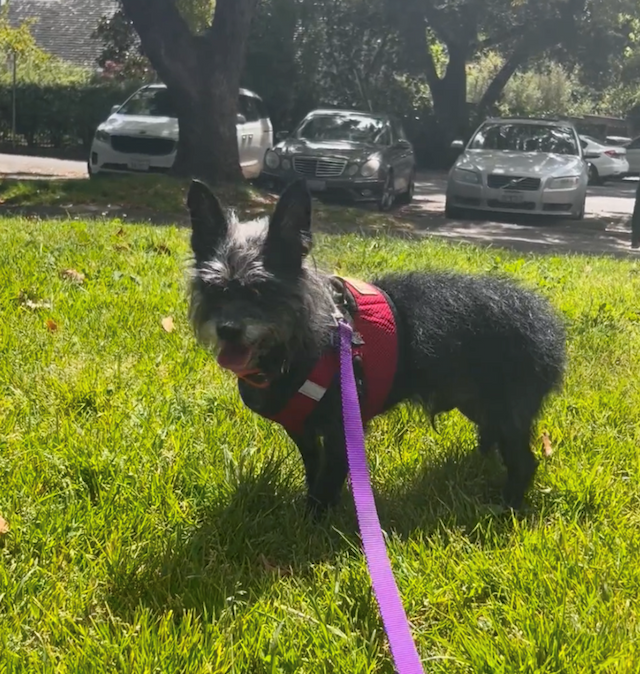HSSV Urges Community to Open Their Hearts on National Adopt a Shelter Pet Day