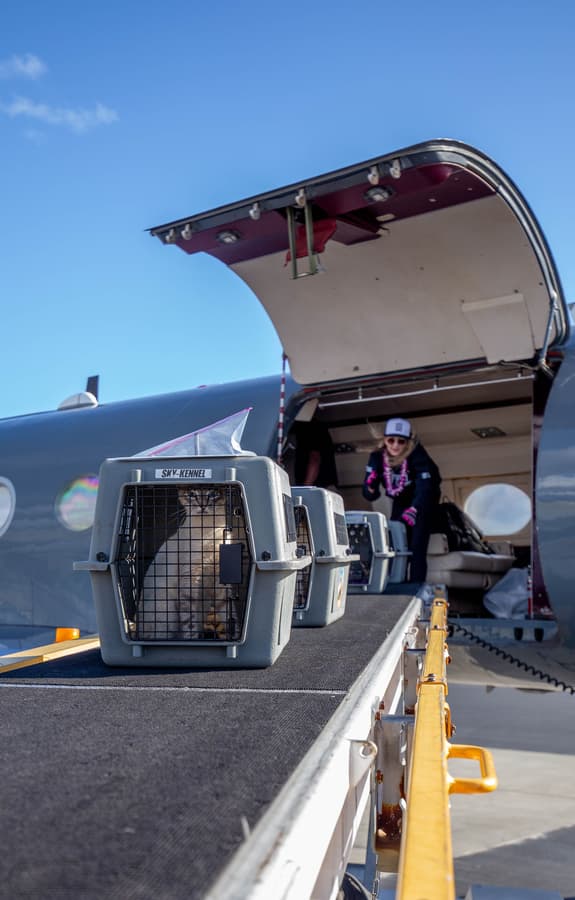Humane Society Silicon Valley Sheltering Felines from Maui Humane Society and Lanai Cat Sanctuary
