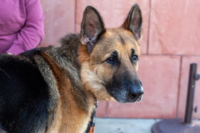 Humane Society Silicon Valley Collaborates with San Diego Humane Society to Save Senior Canine's Life