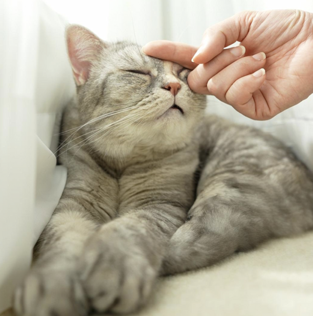 Pet Vlogger Develops Groundbreaking Supplement to Improve Feline Kidney Health