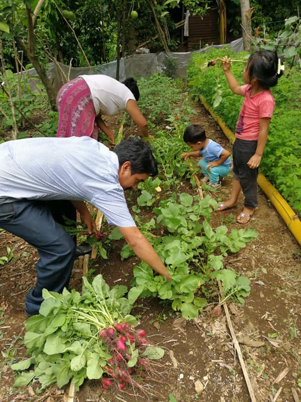 Seeds for a Future: Empowering Guatemalan Families to Break Free from Poverty and Malnutrition