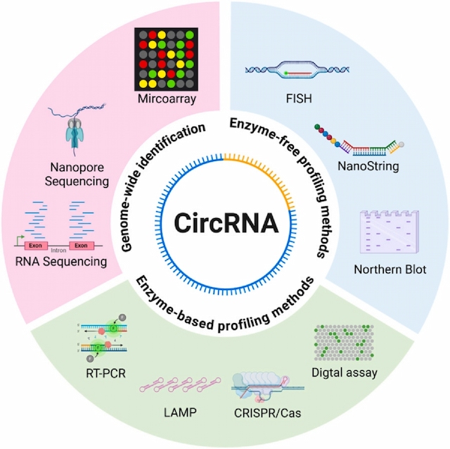 Breakthrough Study Reveals Advancements in Detection of circRNAs as Promising Cancer Biomarkers