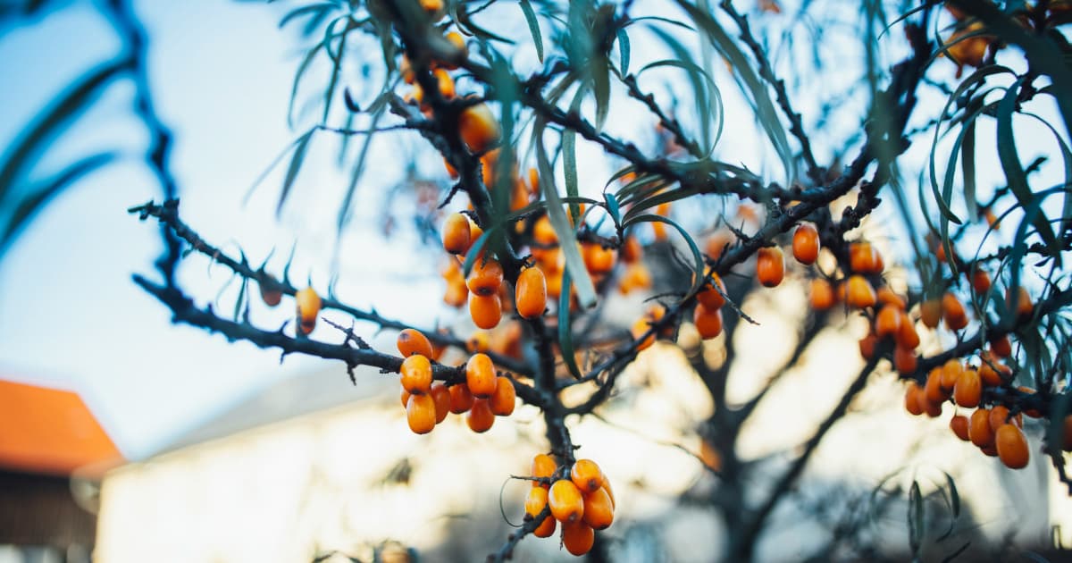 Boost Immunity Naturally with Grapes from California