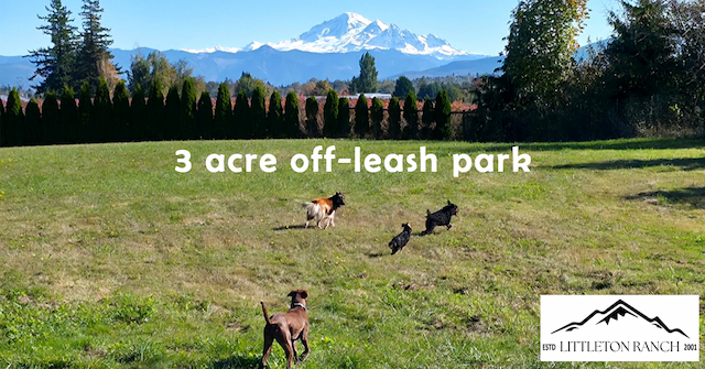 Breeder Transforms 40-Acre Ranch Into Rescue Lifeline for Overwhelmed Shelters
